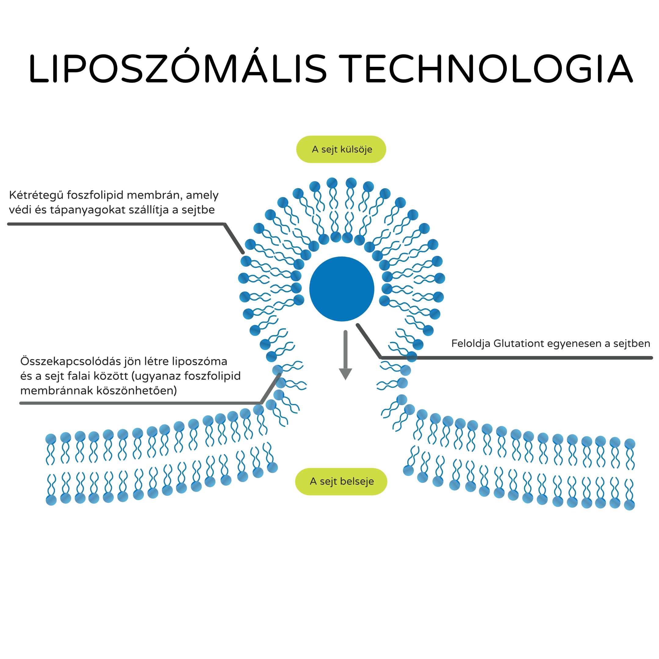 liposomalni technologie_infografika_bez pozadi_hu